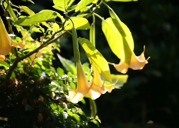 Chambres Au Jardin